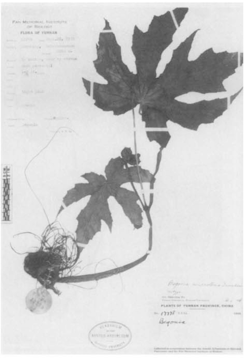 B. macrotoma